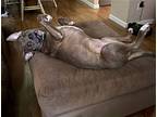 Nova, American Pit Bull Terrier For Adoption In Germantown, Ohio