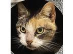 Molly Ringworm, Calico For Adoption In Georgetown, Texas