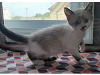 Aimsley, Domestic Shorthair For Adoption In Dickson, Tennessee
