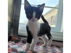 Theodore, Domestic Shorthair For Adoption In Dickson, Tennessee