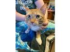 Butterscotch, Domestic Shorthair For Adoption In Barron, Wisconsin
