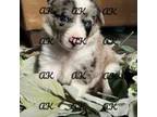 Border Collie Puppy for sale in Comfort, TX, USA