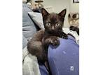 Didymus, Domestic Shorthair For Adoption In Melville, New York