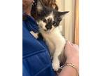 Dark Knightess, Domestic Shorthair For Adoption In Newmarket, Ontario