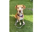 Sandy, Bull Terrier For Adoption In Seminole, Florida