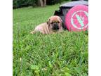 Puggle Puppy for sale in Dobson, NC, USA
