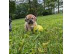 Puggle Puppy for sale in Dobson, NC, USA