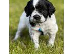 Brittany Puppy for sale in Mount Vernon, WA, USA