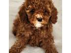 Poodle (Toy) Puppy for sale in Gorman, CA, USA