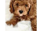Poodle (Toy) Puppy for sale in Gorman, CA, USA