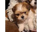 Shih-Poo Puppy for sale in Spotsylvania, VA, USA