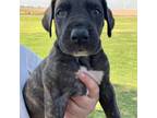 Great Dane Puppy for sale in Tahoka, TX, USA