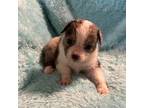 Miniature Australian Shepherd Puppy for sale in Eagle Lake, TX, USA