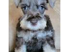 Schnauzer (Miniature) Puppy for sale in Camilla, GA, USA