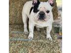 French Bulldog Puppy for sale in Deland, FL, USA