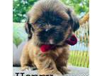 Lhasa Apso Puppy for sale in Purcell, OK, USA