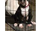 Olde Bulldog Puppy for sale in Chesterton, IN, USA