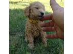 Mutt Puppy for sale in Hogansville, GA, USA