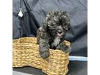 Maltipoo Puppy for sale in Huntsville, AL, USA