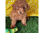 Mutt Puppy for sale in Rocky Comfort, MO, USA