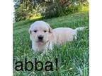 Golden Retriever Puppy for sale in Nora Springs, IA, USA