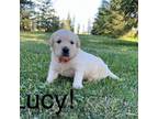 Golden Retriever Puppy for sale in Nora Springs, IA, USA