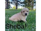 Sheba!