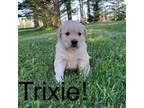 Trixie!