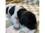 German Shorthaired Pointer Puppy for sale in Stillwater, MN, USA