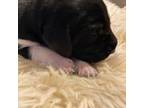 German Shorthaired Pointer Puppy for sale in Stillwater, MN, USA