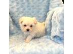 Maltipoo Puppy for sale in Red House, WV, USA