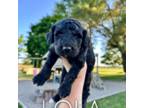 Aussiedoodle Puppy for sale in Columbia City, IN, USA