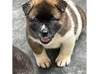 Akita Puppy for sale in Stem, NC, USA