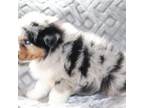 Australian Shepherd Puppy for sale in Browerville, MN, USA