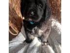 Newfoundland Puppy for sale in Fairfield, IA, USA