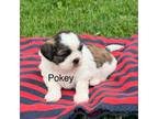 Shih Tzu Puppy for sale in Greenwood, WI, USA