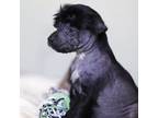 Chinese Crested Puppy for sale in Detroit, MI, USA
