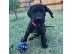 Great Dane Puppy for sale in Mohave Valley, AZ, USA