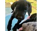 Great Dane Puppy for sale in Mohave Valley, AZ, USA