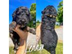 Saint Berdoodle Puppy for sale in Columbia City, IN, USA
