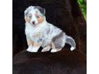Australian Shepherd Puppy for sale in Atlanta, GA, USA
