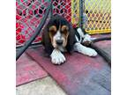 Basset Hound Puppy for sale in Atwater, CA, USA