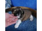 Shih Tzu Puppy for sale in Sanford, NC, USA