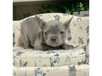 French Bulldog Puppy for sale in Meridian, ID, USA