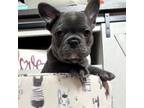 French Bulldog Puppy for sale in Meridian, ID, USA