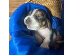 Basset Hound Puppy for sale in Jefferson City, MO, USA