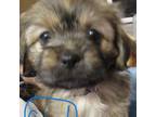 Shih Tzu Puppy for sale in Battle Ground, WA, USA