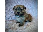 Mutt Puppy for sale in Bonne Terre, MO, USA