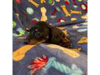 Dachshund Puppy for sale in Yuma, AZ, USA