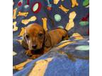 Dachshund Puppy for sale in Yuma, AZ, USA